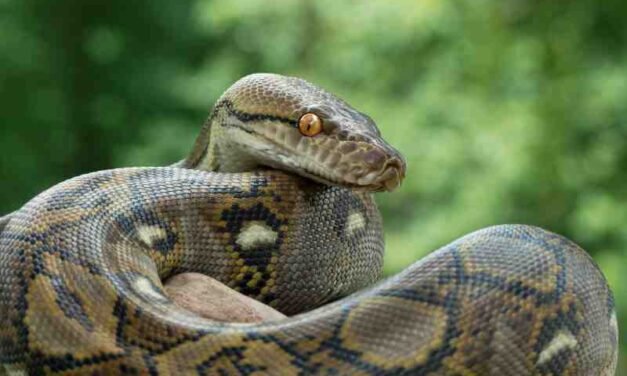 The Evolution of Pythons: How They Became One of the Largest Snakes on Earth