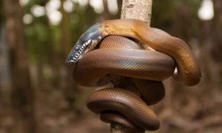 The Habitat and Natural History of White Lipped Pythons