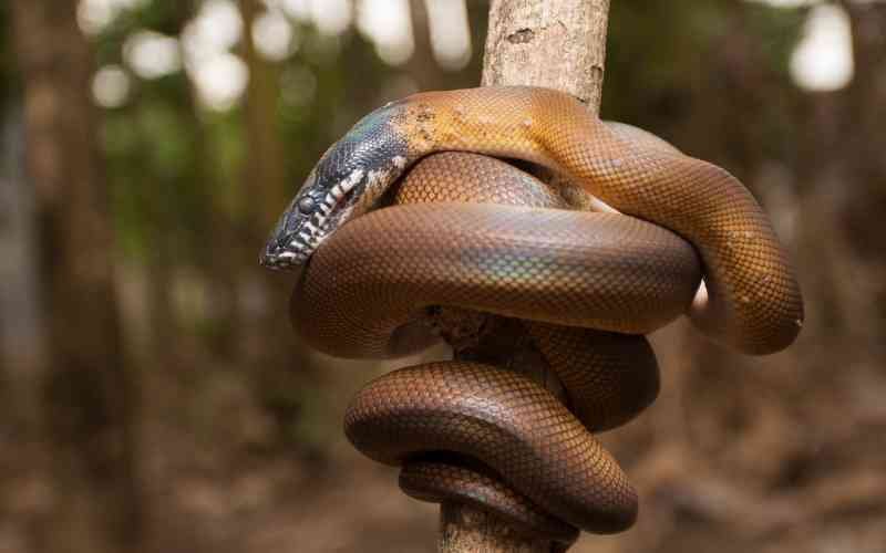 The Habitat and Natural History of White Lipped Pythons