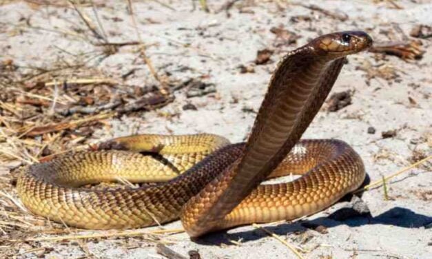 Cape Coral Cobra Bites: Symptoms, Treatment, and Prevention