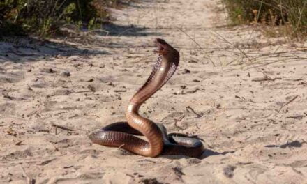 Conserving the Cape Coral Cobra: Why We Need to Protect These Snakes
