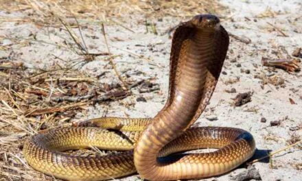 Cape Coral Cobra vs. Other Venomous Snakes: How to Identify Them