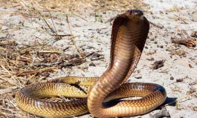 Cape Coral Cobra vs. Other Venomous Snakes: How to Identify Them