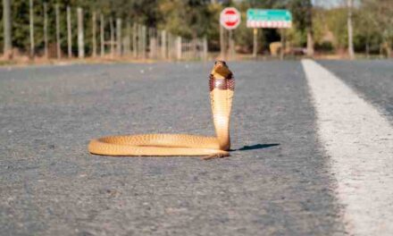 Living with Cape Coral Cobras: Tips for Snake Safety in Your Area