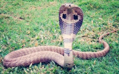 Snakebite Prevention and First Aid for Egyptian Cobra Bites