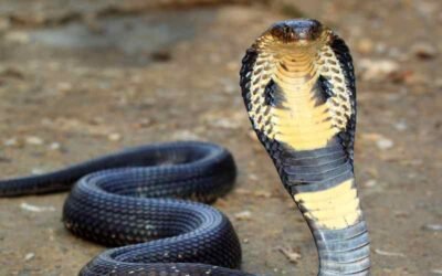 Egyptian Cobra: An Introduction to Naja haje