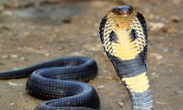 Egyptian Cobra: An Introduction to Naja haje