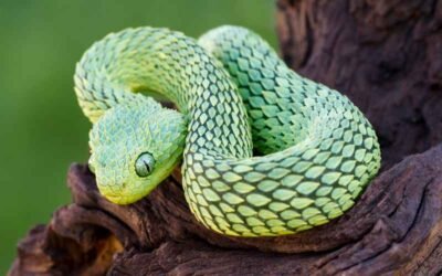 Hunting Strategies of African Bush Vipers: Ambush Predators of the Rainforest