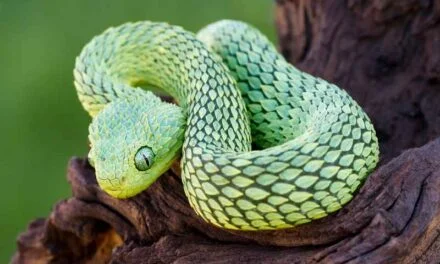Hunting Strategies of African Bush Vipers: Ambush Predators of the Rainforest
