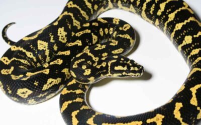 How to Safely Handle Jungle Carpet Pythons