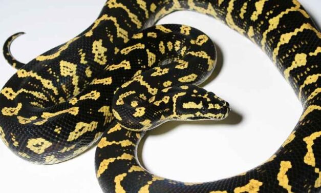 How to Safely Handle Jungle Carpet Pythons