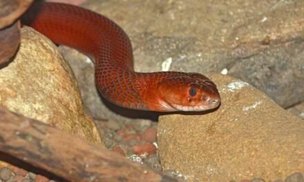 Red Spitting Cobra Bites: Symptoms, Treatment, and Prevention