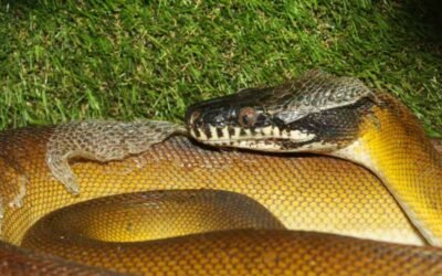 How to Set Up a White Lipped Python Terrarium