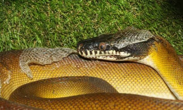 How to Set Up a White Lipped Python Terrarium