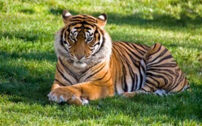 The Hidden Costs of Tiger Ownership