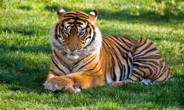 The Hidden Costs of Tiger Ownership