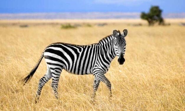 Zebra: Stripes of Wisdom from My Hooved Housemate