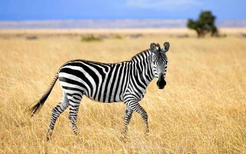 Zebra: Stripes of Wisdom from My Hooved Housemate