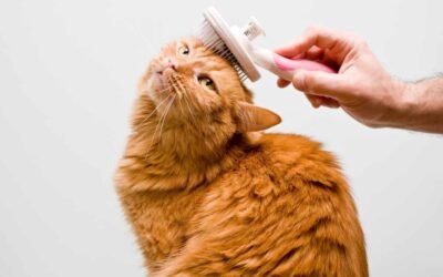 Download your Cat Care E-books