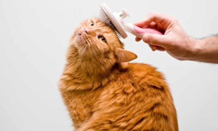 Download your Cat Care E-books