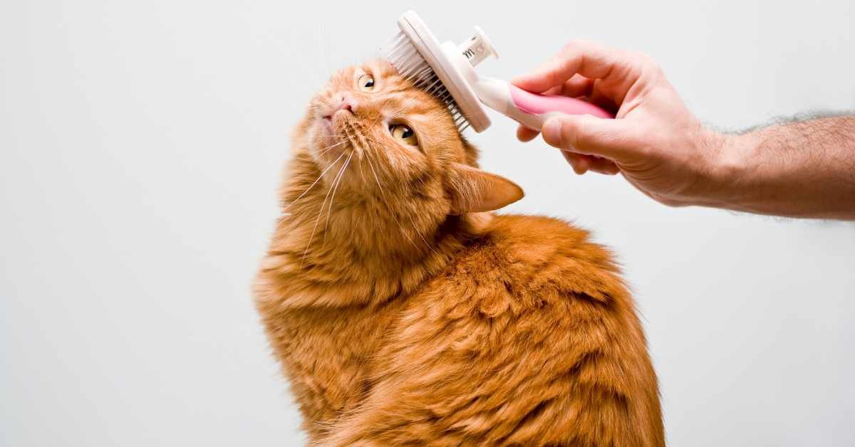 Download your Cat Care E-books