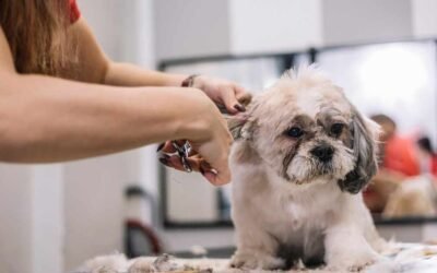 Download your Dog Care E-books