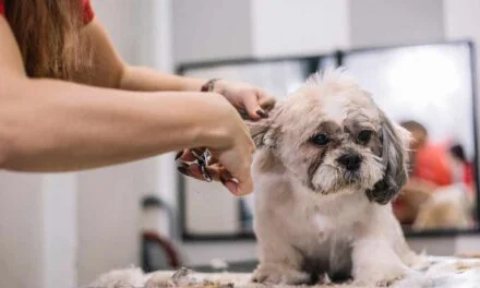 Download your Dog Care E-books