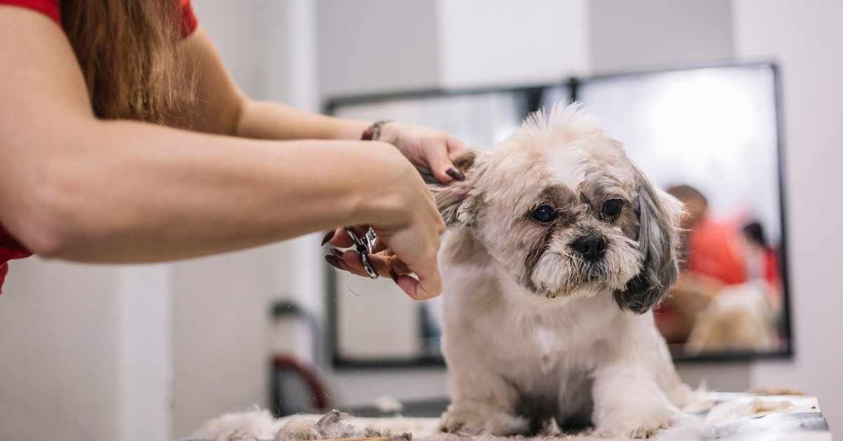 Download your Dog Care E-books