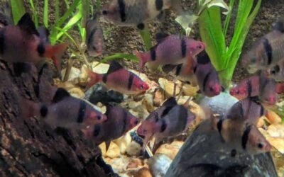 Download your Fish Care E-books