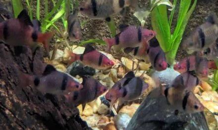 Download your Fish Care E-books