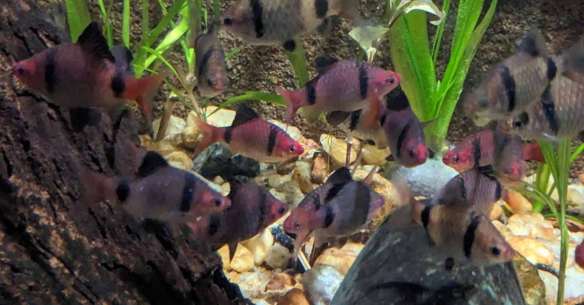 Download your Fish Care E-books