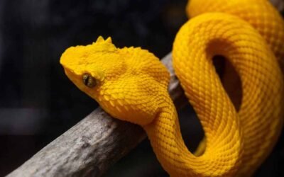 Eyelash Viper as a Pet: A Care Guide