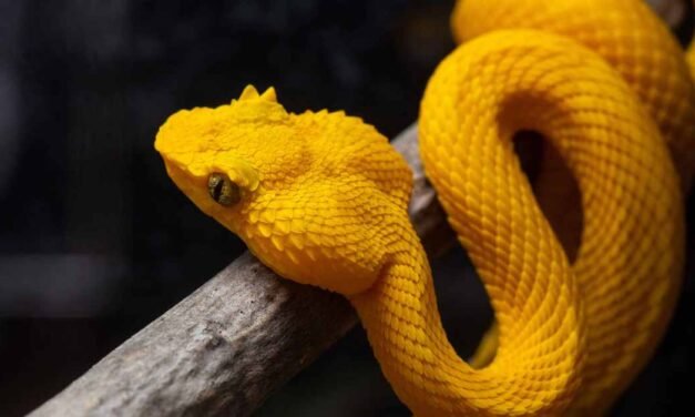 Eyelash Viper as a Pet: A Care Guide