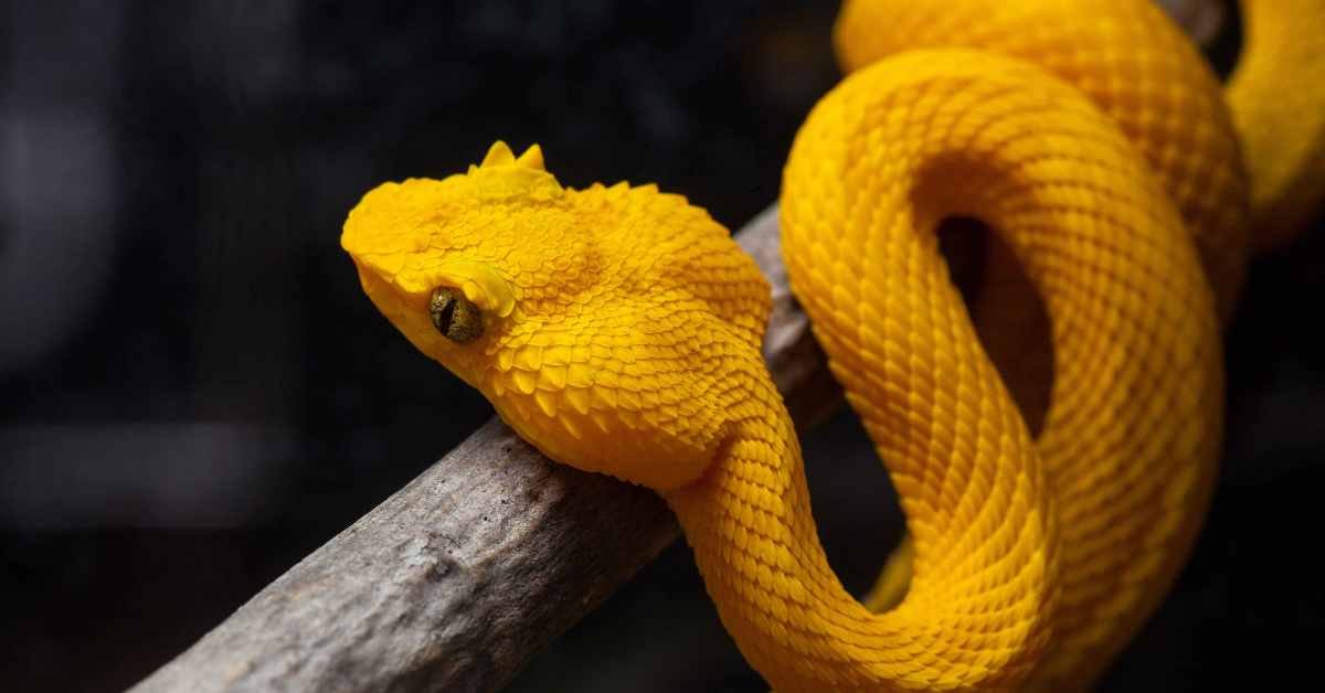 Eyelash Viper as a Pet: A Care Guide