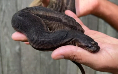 The Elephant Trunk Snake: A Fascinating Aquatic Predator