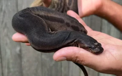 The Elephant Trunk Snake: A Fascinating Aquatic Predator