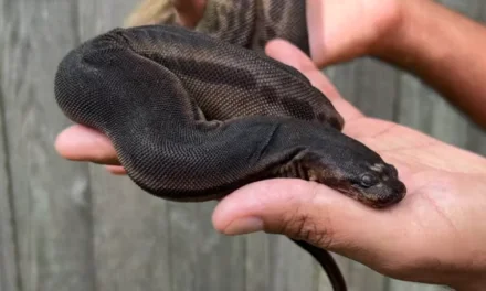 The Elephant Trunk Snake: A Fascinating Aquatic Predator