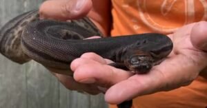 The Elephant Trunk Snake: A Fascinating Aquatic Predator