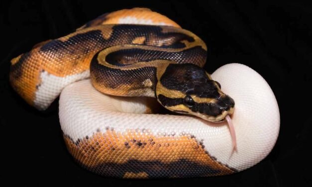Ball Python – The Perfect Beginner’s Pet Snake?