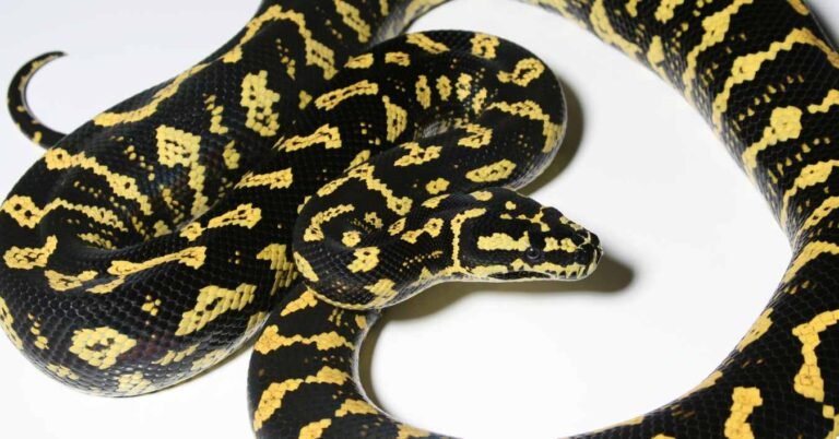 The Mysterious World of the Jungle Carpet Python