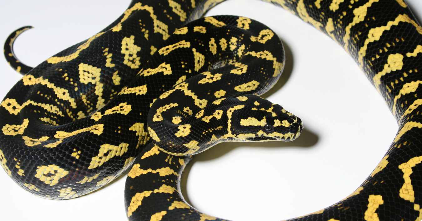 The Mysterious World of the Jungle Carpet Python
