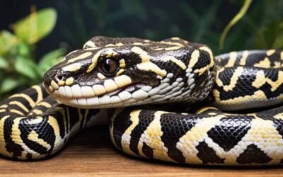 The Mysterious World of the Jungle Carpet Python