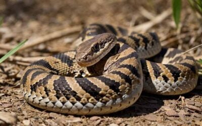 10 Mind-Blowing Facts About Rattlesnakes