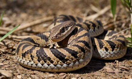 10 Mind-Blowing Facts About Rattlesnakes