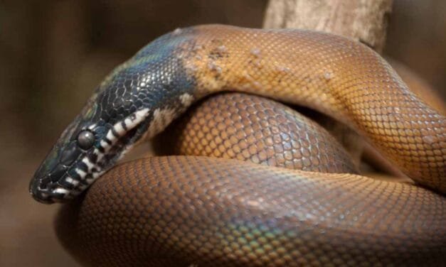 The White-Lipped Python: A Gleaming Jewel of the Serpent World