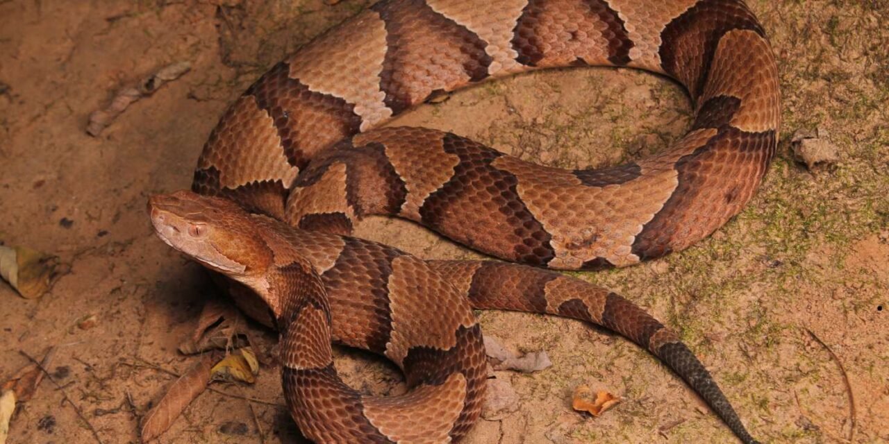 Copperheads: Guide to North America’s Common Pit Viper