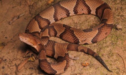 Copperheads: Guide to North America’s Common Pit Viper