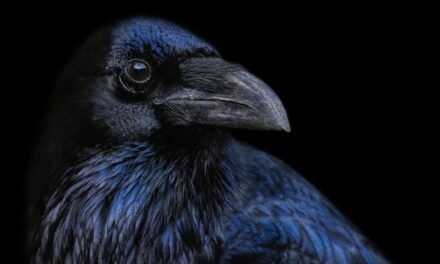 Why Crows Are the World’s Smartest Birds (Easy Facts)