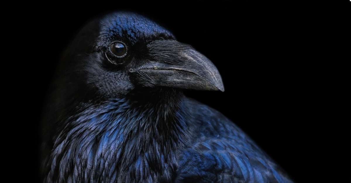 Why Crows Are the World’s Smartest Birds (Easy Facts)