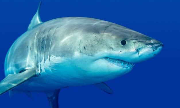 Why Shark Brains are More Advanced Than You Think